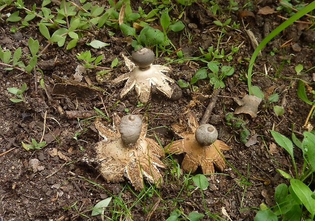 hviezdovka tmavá Geastrum coronatum Pers.