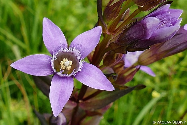 horček drsný sturmov Gentianella obtusifolia subsp. sturmiana (A. Kern. &amp; Jos. Kern.) Holub