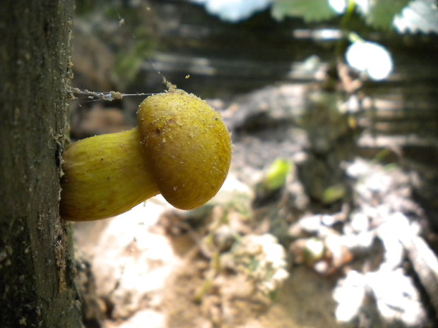 šupinovec nádherný Gymnopilus junonius (Fr.) P.D. Orton