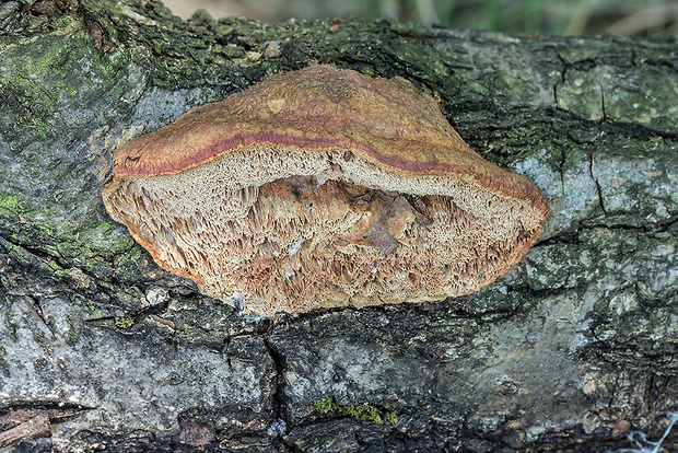 hlinovec červenkastý Hapalopilus rutilans (Pers.) Murrill