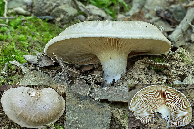 lastúrka Hohenbuehelia sp.