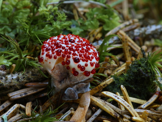 jelenkovka pálčivá Hydnellum peckii Banker