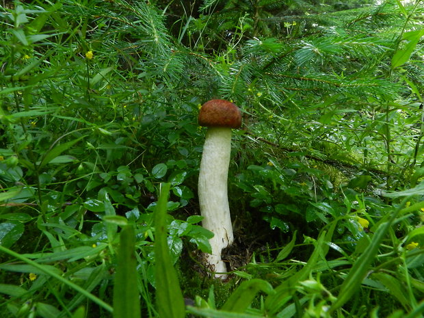 kozák osikový Leccinum albostipitatum den Bakker & Noordel.