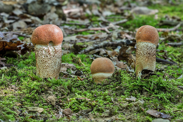 kozák dubový Leccinum aurantiacum (Bull.) Gray