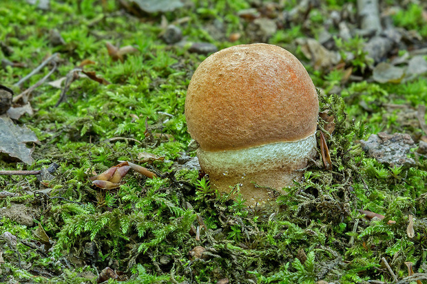 kozák dubový Leccinum aurantiacum (Bull.) Gray