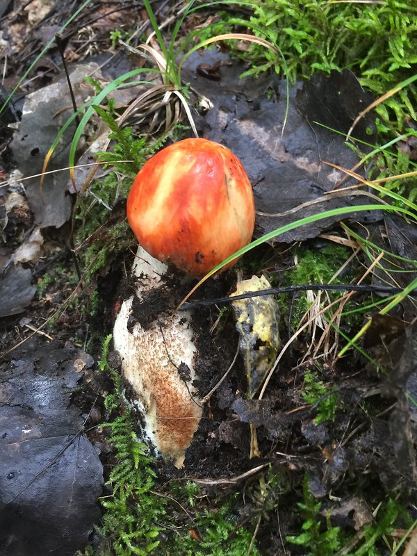 kozák Leccinum sp.