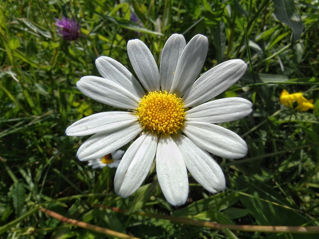 margaréta biela Leucanthemum vulgare Lam.