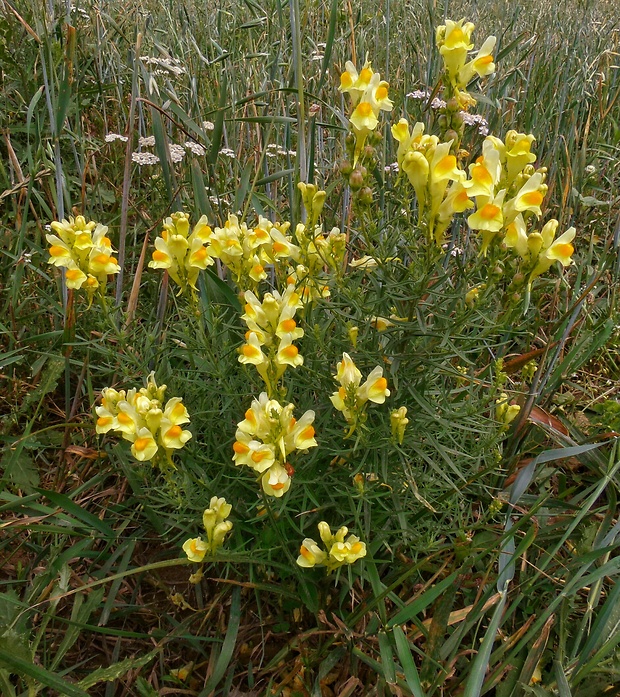 pyštek obyčajný Linaria vulgaris Mill.