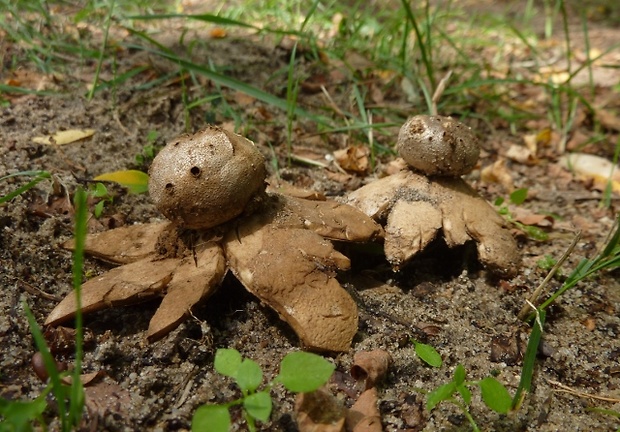 mnohokrčka dierkovaná Myriostoma coliforme (Dicks.) Corda