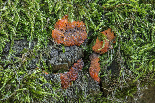 slizovka Myxomycetes