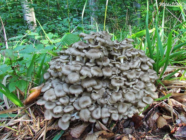 trúdnik klobúčkatý Polyporus umbellatus (Pers.) Fr.