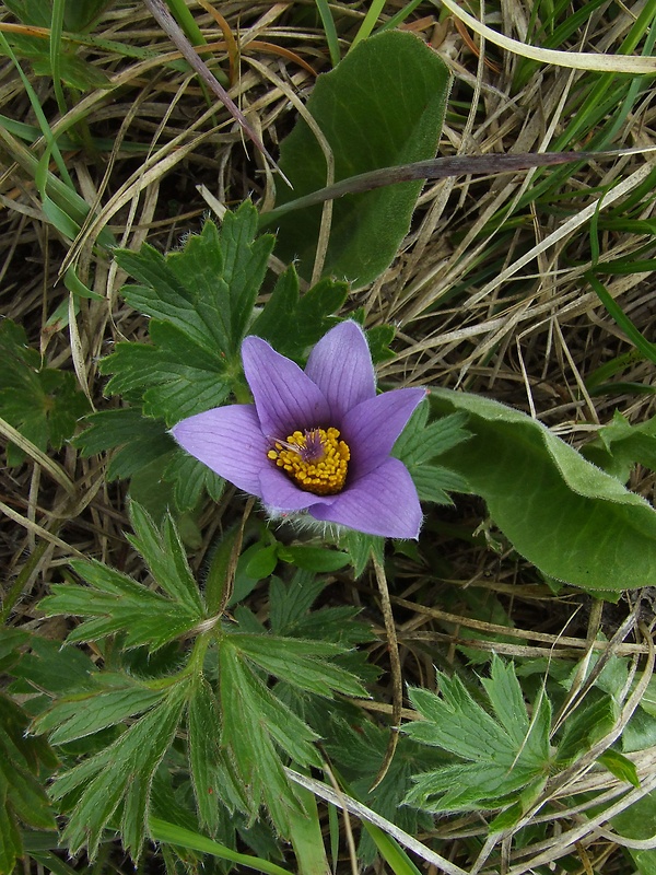 poniklec slovenský Pulsatilla slavica Reuss