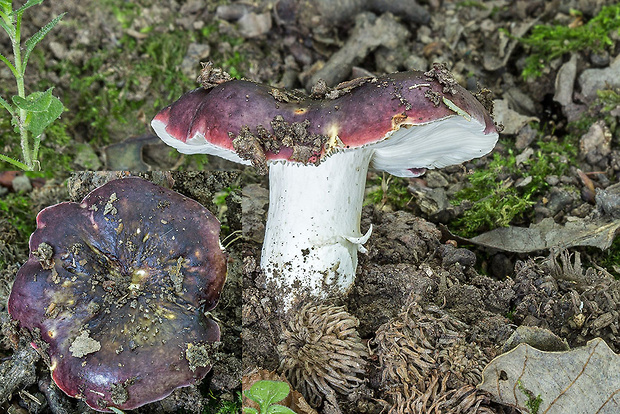 plávka tmavopurpurová Russula atropurpurea (Krombh.) Britzelm.