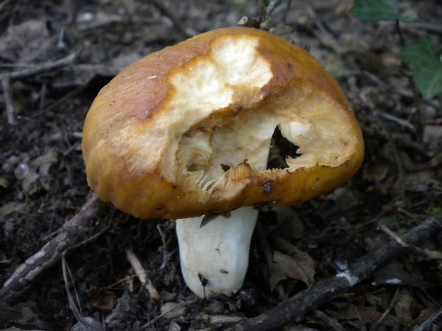 plávka smradľavá Russula foetens Pers.