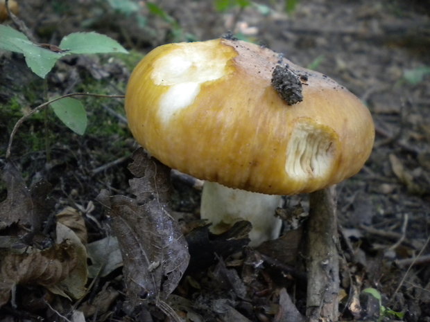 plávka smradľavá Russula foetens Pers.