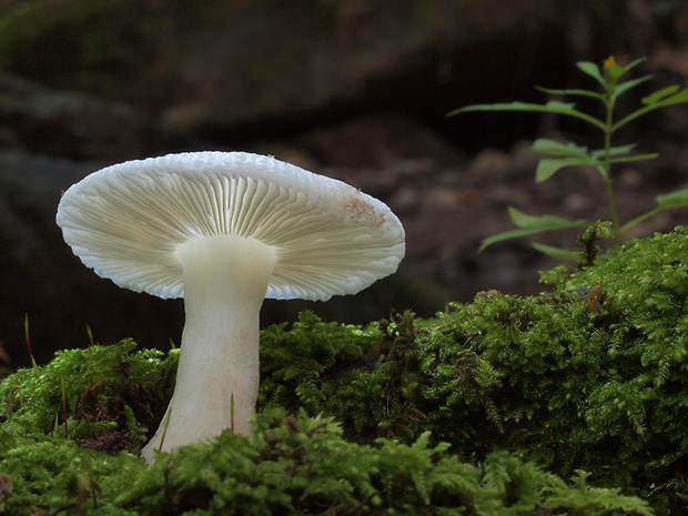 plávka Raoultova Russula raoultii Quél.