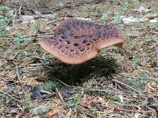 jelenkovec škridlicovitý Sarcodon imbricatus (L.) P. Karst.