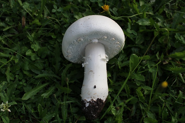 pečiarka Agaricus sp.