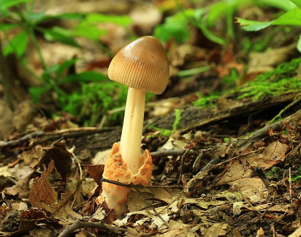 muchotrávka plavohnedá Amanita fulva Fr.