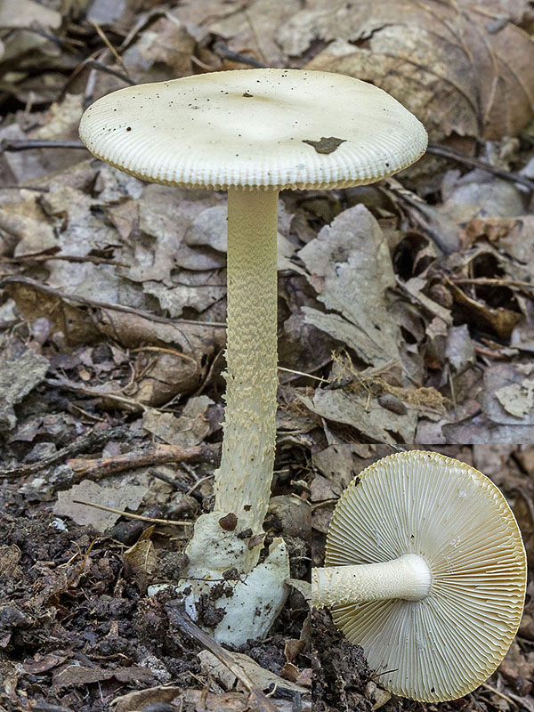 muchotrávka Amanita sp.