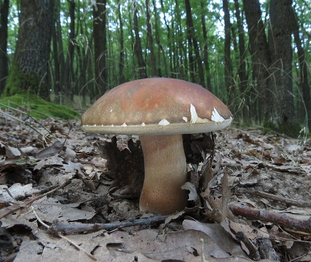 hríb bronzový Boletus aereus Bull. ex Fr.