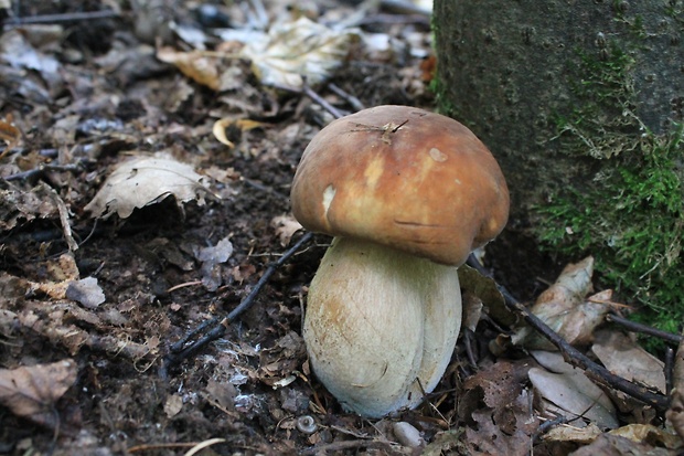 hríb dubový Boletus reticulatus Schaeff.