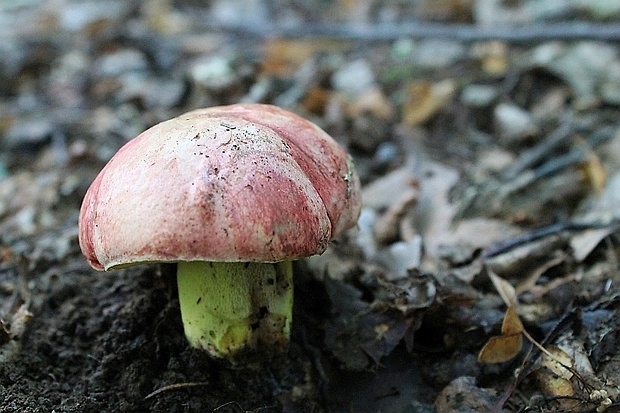 hríb kráľovský Butyriboletus regius (Krombh.) D. Arora & J.L. Frank