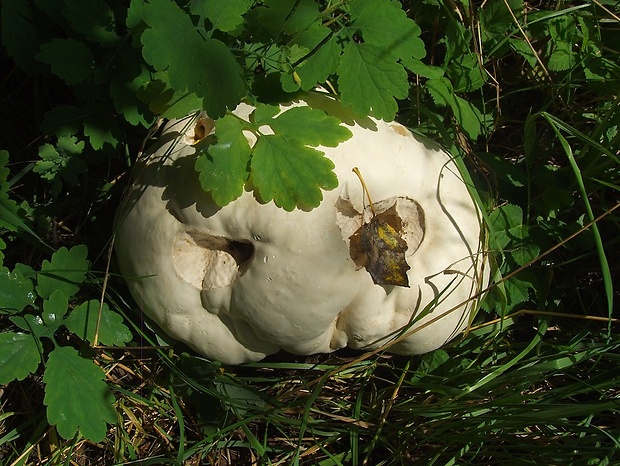 vatovec obrovský Calvatia gigantea (Batsch) Lloyd