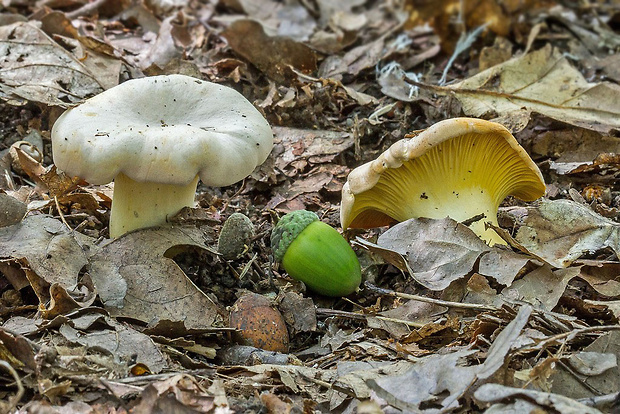 kuriatko bledé Cantharellus subpruinosus