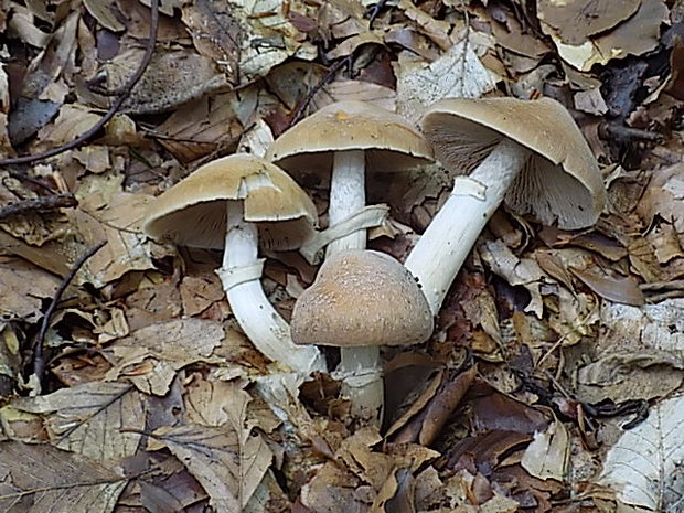 pavučinovec inovaťový Cortinarius caperatus (Pers.) Fr.