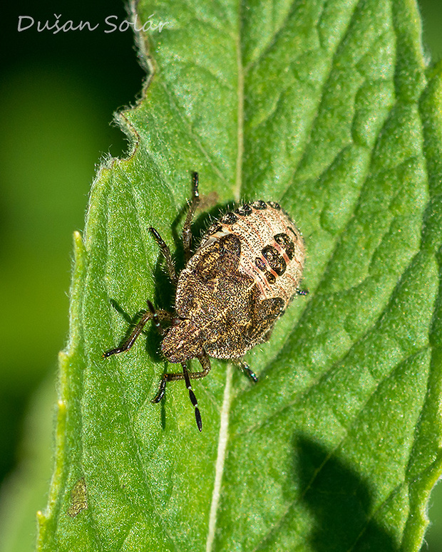 bzdocha obyčajná Dolycoris baccarum