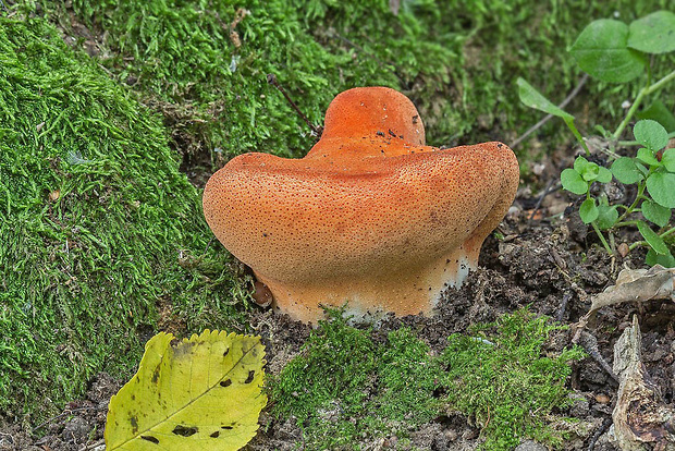 pečeňovec dubový Fistulina hepatica (Schaeff.) With.