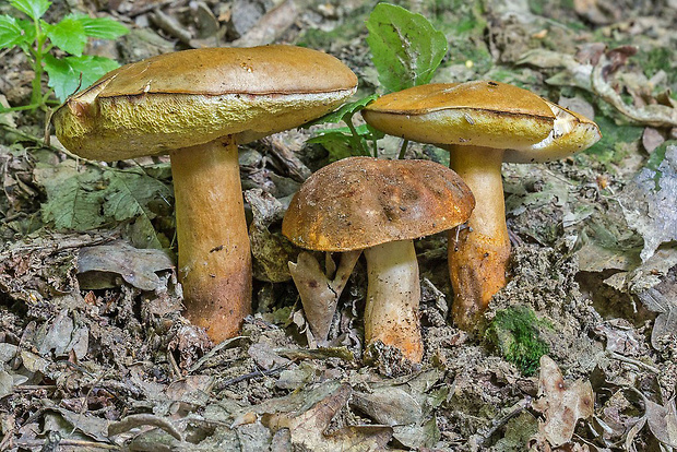 hríbnik gaštanovohnedý Gyroporus castaneus (Bull.) Quél.