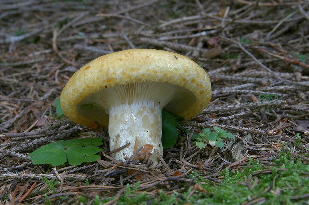 rýdzik rapavý Lactarius scrobiculatus (Scop.) Fr.