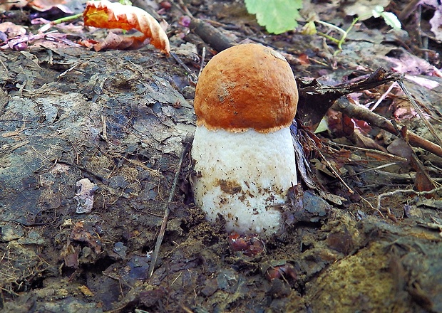 kozák osikový Leccinum albostipitatum den Bakker & Noordel.