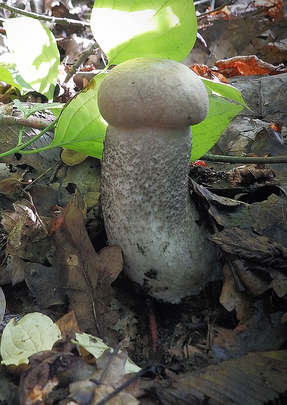 kozák topoľový Leccinum duriusculum (Schulzer ex Kalchbr.) Singer