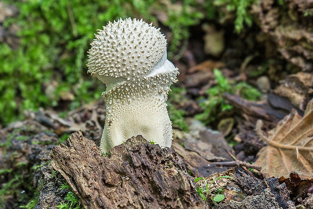 rozpadavec stopkatý Lycoperdon excipuliforme (Scop.) Pers.