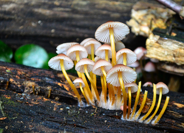 prilbička žltohlúbiková Mycena renati Quél.