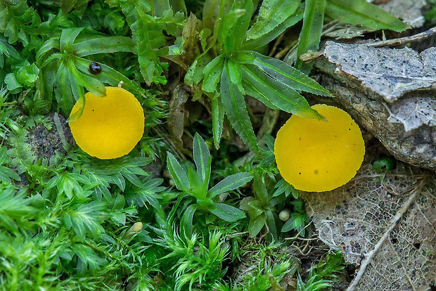 drevnička žltá Phaeohelotium cf. terrestre (Velen.) Svrček