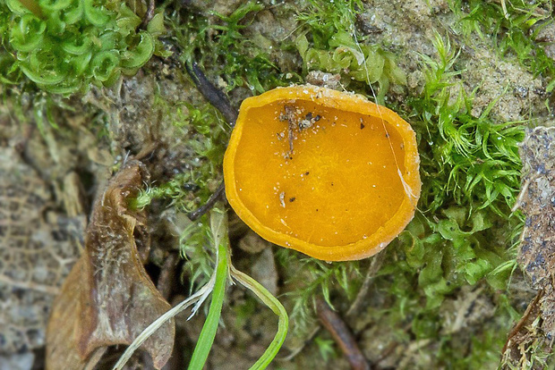 drevnička žltá Phaeohelotium cf. terrestre (Velen.) Svrček