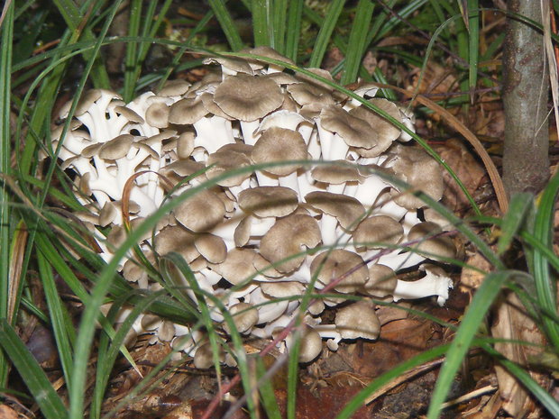 trúdnik klobúčkatý Polyporus umbellatus (Pers.) Fr.