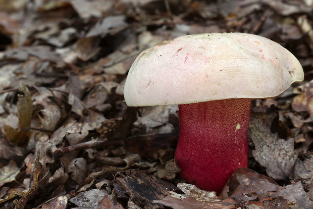 hríb purpurový Rubroboletus rhodoxanthus Kuan Zhao &amp; Zhu L. Yang