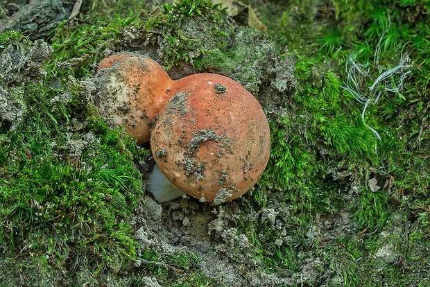 plávka Russula sp.