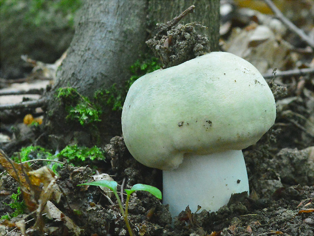 plávka zelenkastá Russula virescens (Schaeff.) Fr.