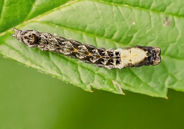 môrka očkatá Thyatira batis caterpillar