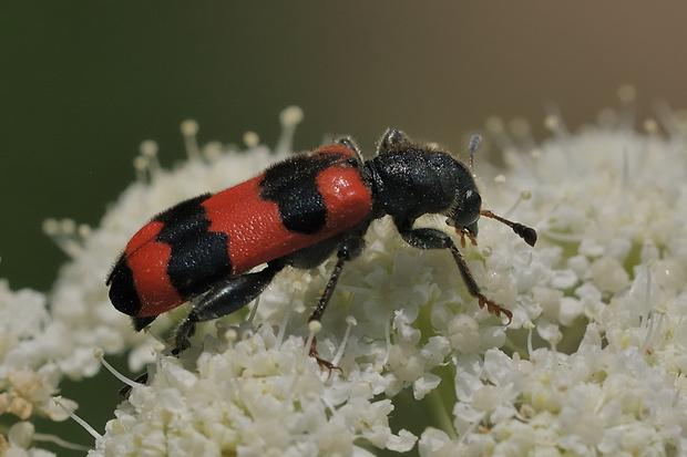 pestroš včelí Trichodes apiarius Linnaeus, 1758