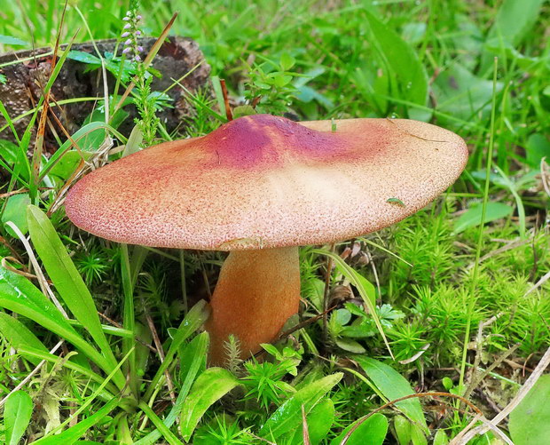 čírovec červenožltý Tricholomopsis rutilans (Schaeff.) Singer