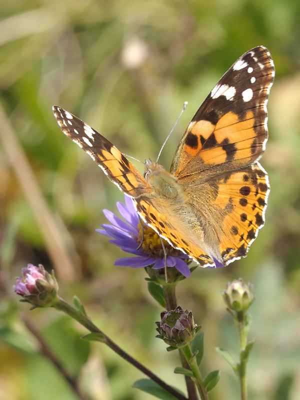 babôčka bodliaková  Vanessa cardui