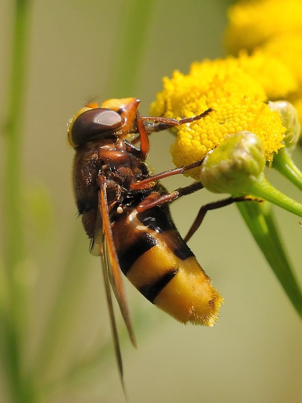 pestrica sršňovitá Volucella zonaria Poda, 1761