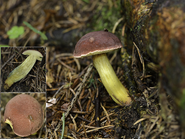 suchohríb Xerocomellus cf. ripariellus (Redeuilh) Šutara